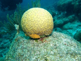 Brain Coral IMG 5449